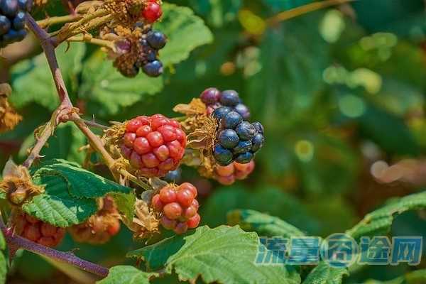 沈阳联通流量卡信号（联通流量卡信号咋样）